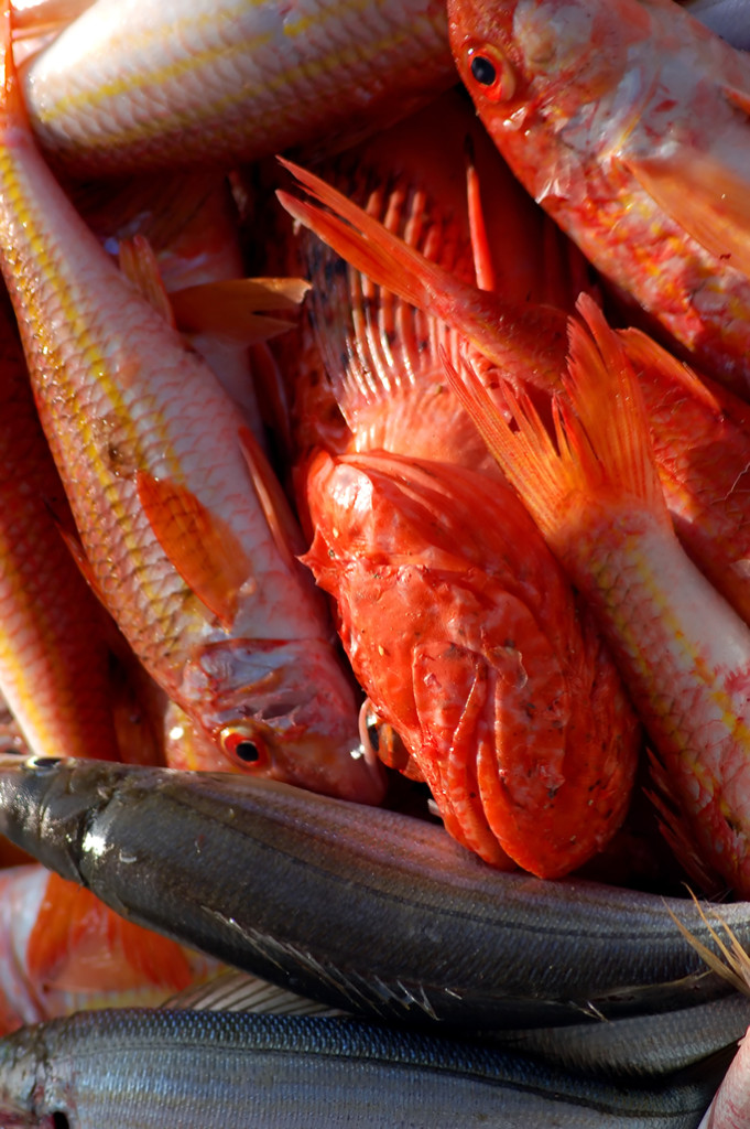 Seafood distribution software: Traceability