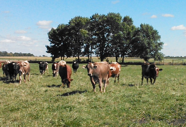 The Lone Grazer Creamery uses milk from grass-fed cows in Minnesota