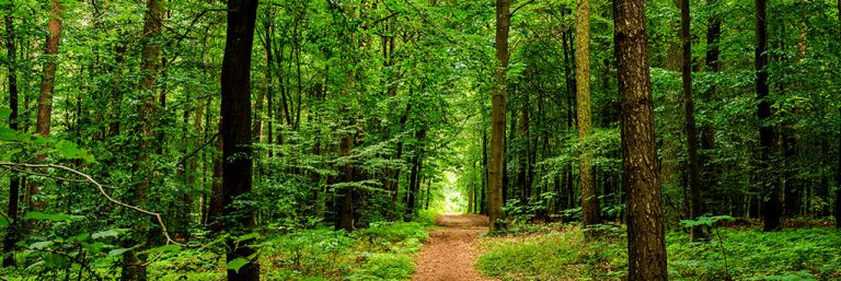 Green Forest Cabinetry