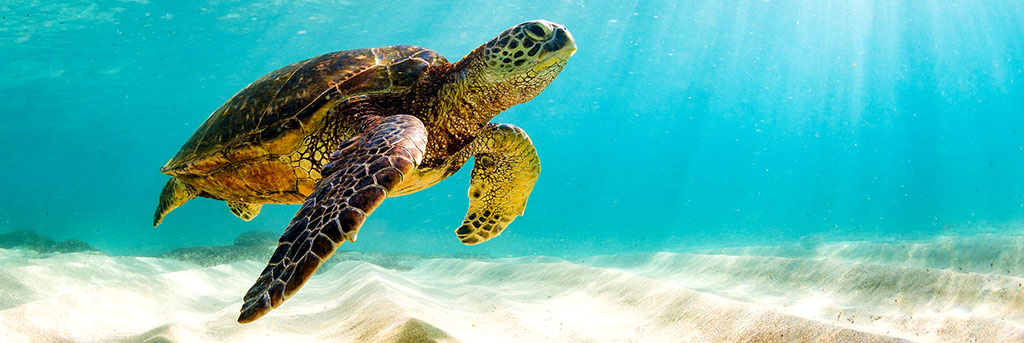 Sea turtle in ocean representing global sustainability which includes business sustainability strategies