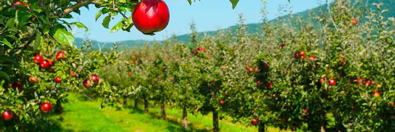 Cider production software for small business