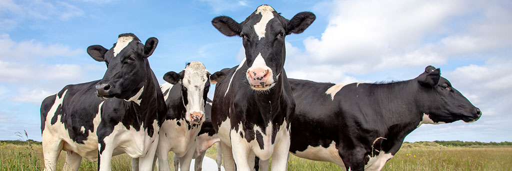 Dairy Management Software