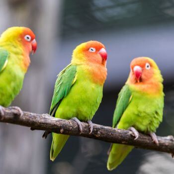 Lovebirds - a type of bird Roudybush makes specialized food for. 