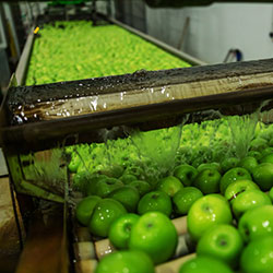 Apples being washed in production facility that uses the best ERP system for food manufacturing