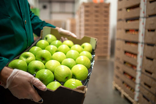Person holding a box of apples in food distribution warehouse managed with Acctivate software for food distribution