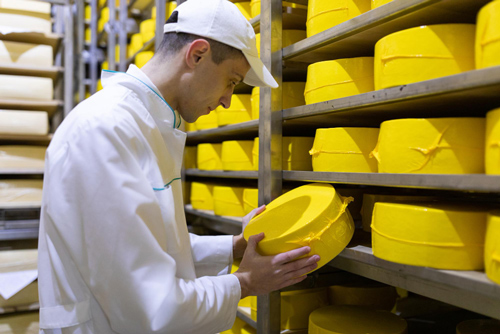 Worker inspects cheese wheels produced using dairy distribution software by Acctivate
