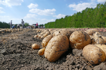 Potatoes on ground being picked up by farm workers that track them with fruit and vegetable ERP software for QuickBooks